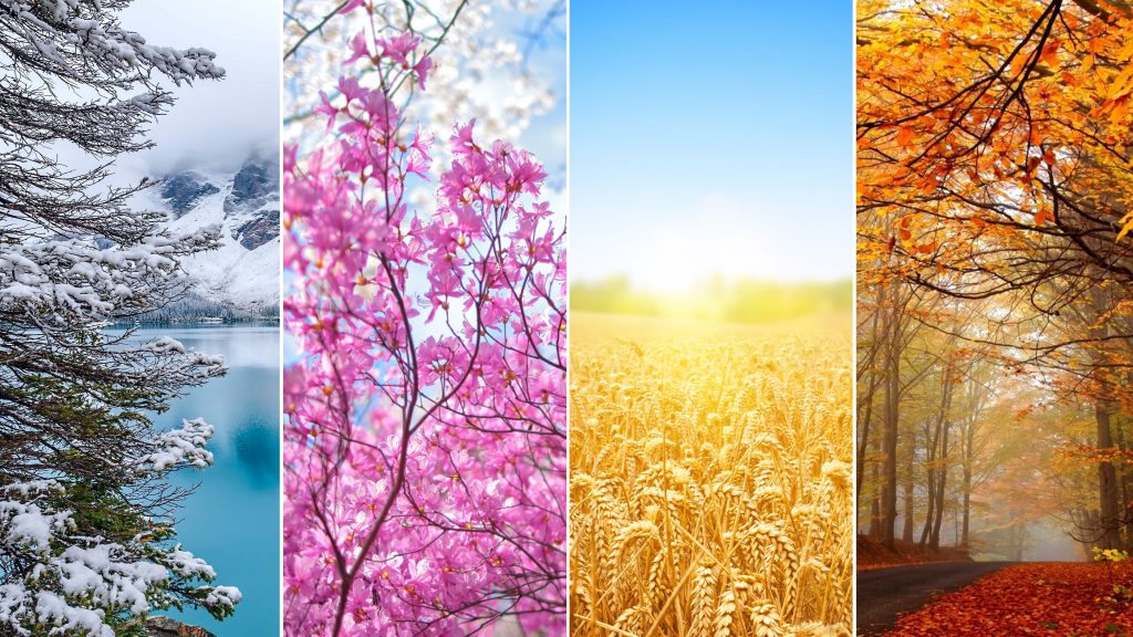 seasons wallpaper,nature,natural landscape,tree,spring,branch