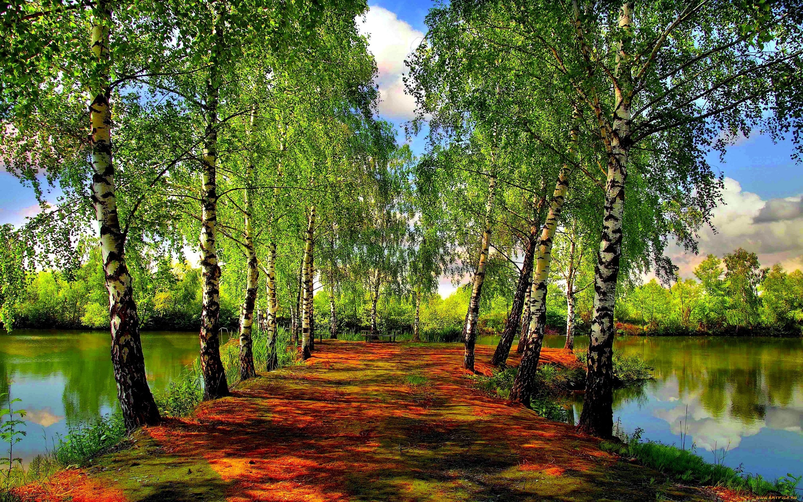 seasons wallpaper,tree,natural landscape,nature,reflection,natural environment