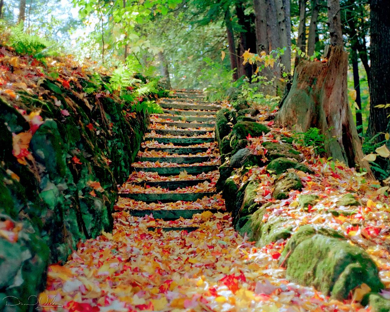 estaciones de fondo de pantalla,paisaje natural,hoja,planta,árbol,otoño