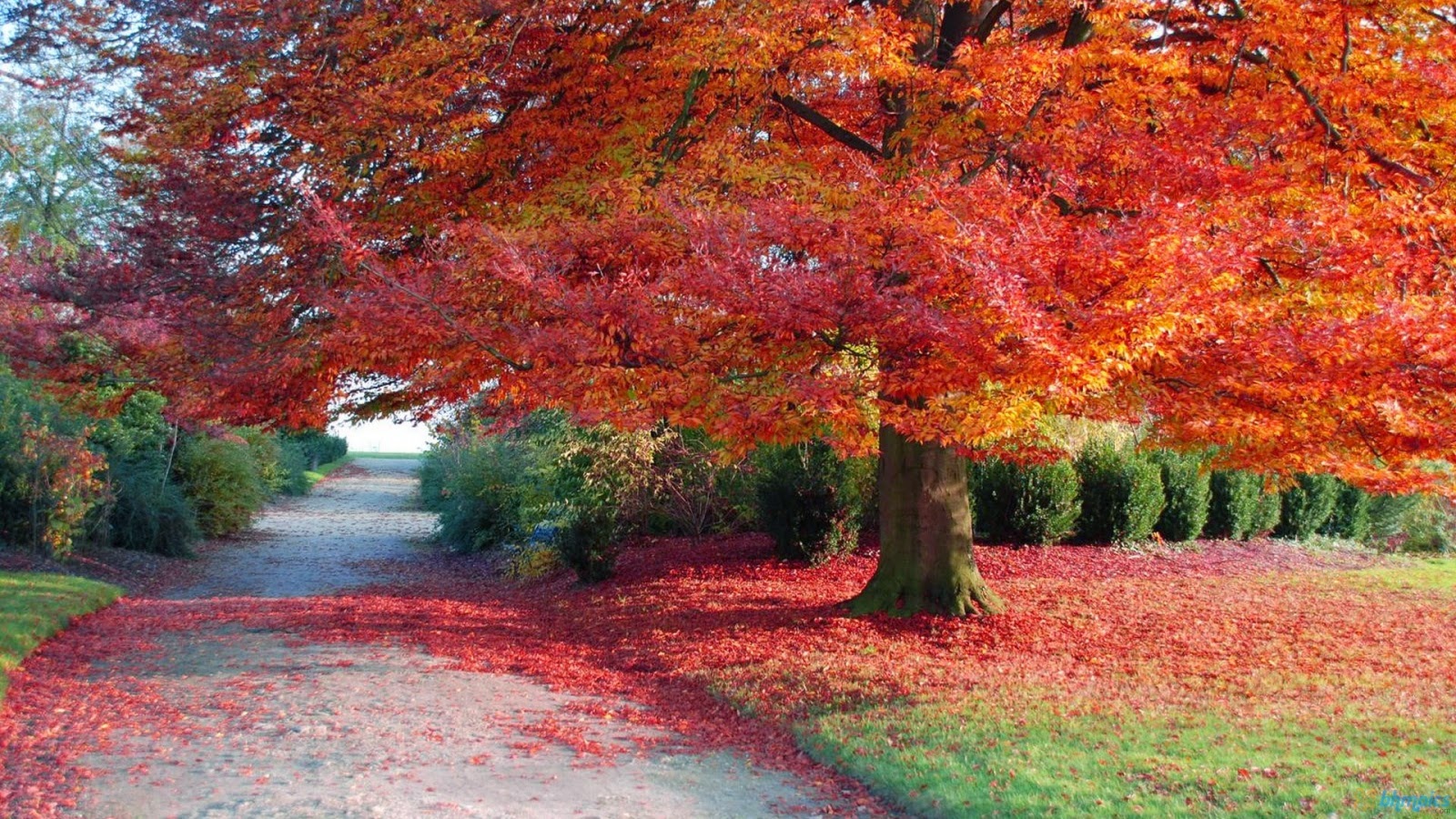 carta da parati stagioni,albero,paesaggio naturale,foglia,natura,rosso