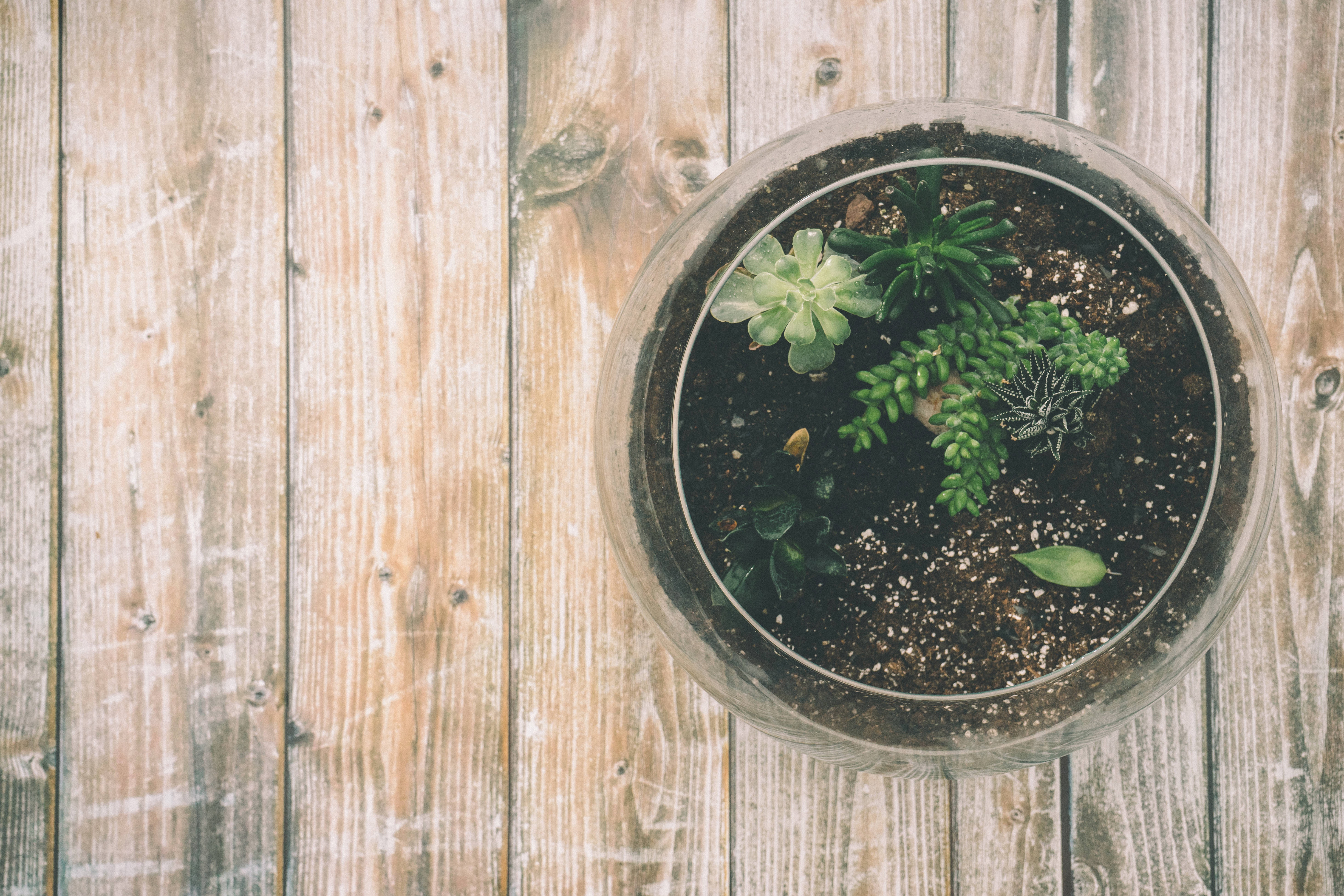 terrarium wallpaper,plant,wood,herb,houseplant