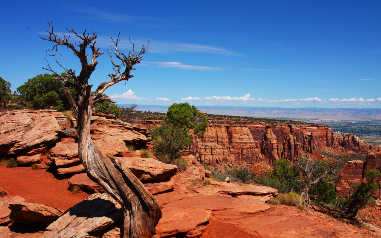 carta da parati del new mexico,natura,paesaggio naturale,formazione,roccia,albero