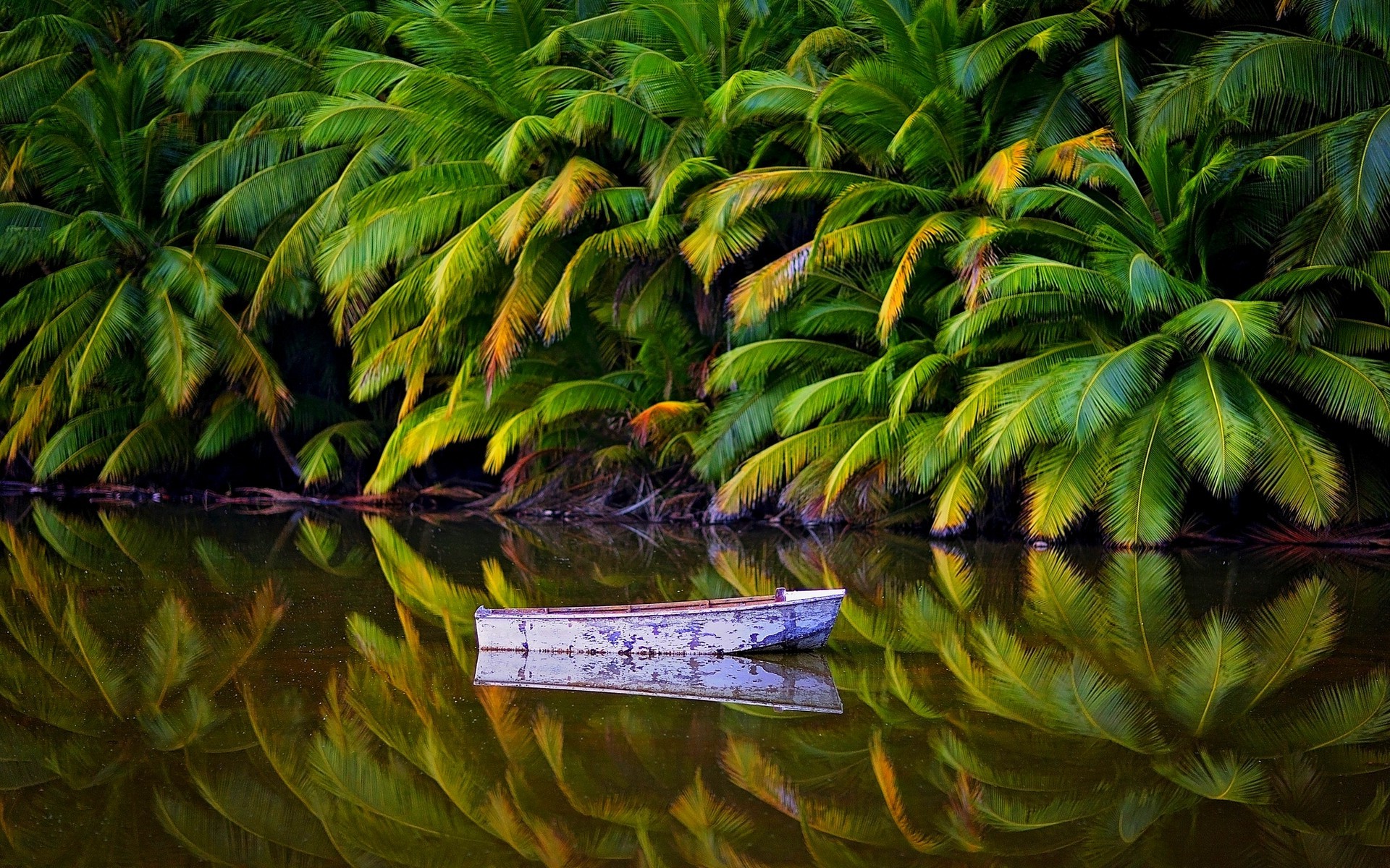 papel pintado tropical australia,verde,hoja,planta,árbol,selva