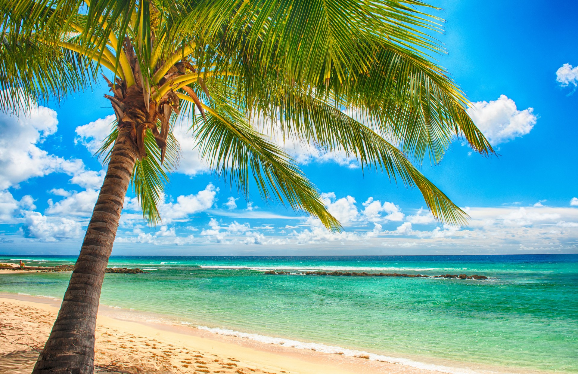 carta da parati tropicale in australia,corpo d'acqua,albero,natura,cielo,spiaggia