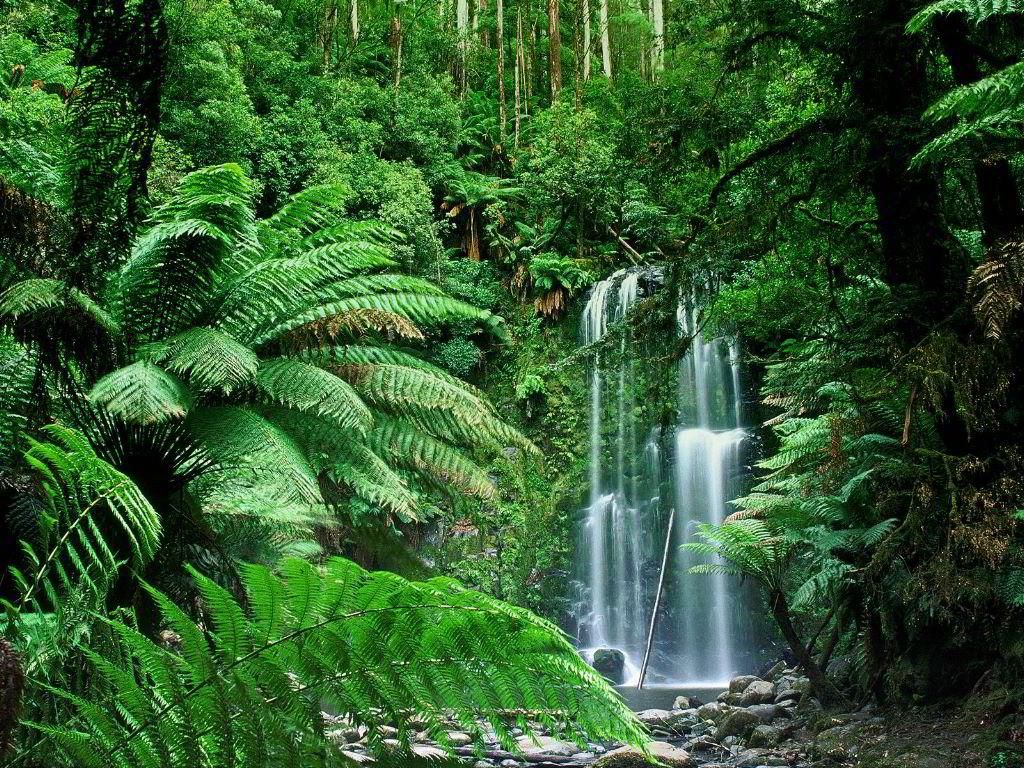 tropical wallpaper australia,natural landscape,water resources,waterfall,vegetation,nature reserve