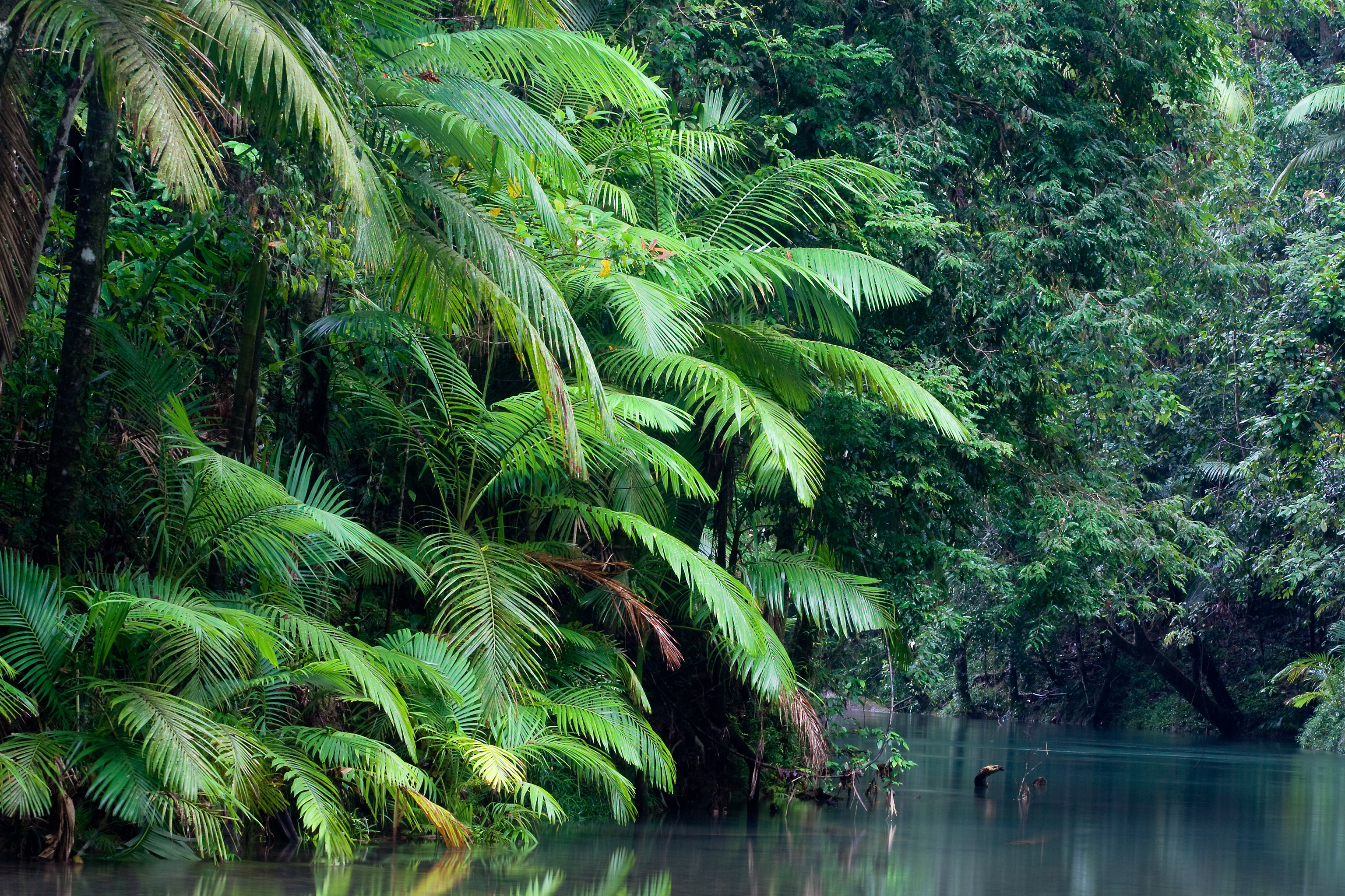 tropische tapete australien,natürliche landschaft,natur,baum,urwald,grün
