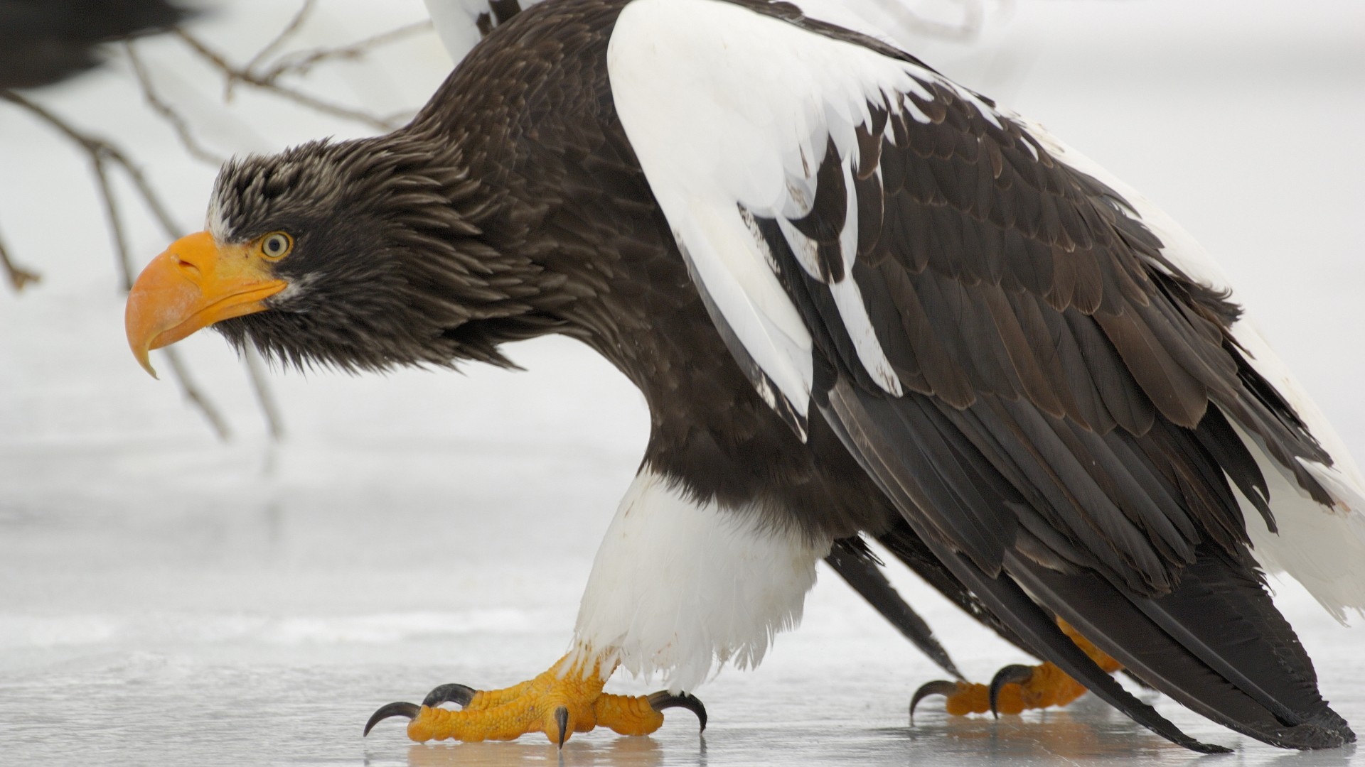 au tapete,vogel,raubvogel,weißkopfseeadler,adler,accipitriformes