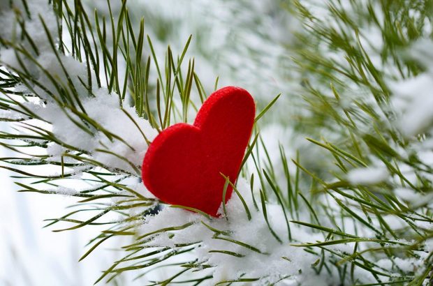 love photos wallpaper free download,red,plant,tree,branch,heart