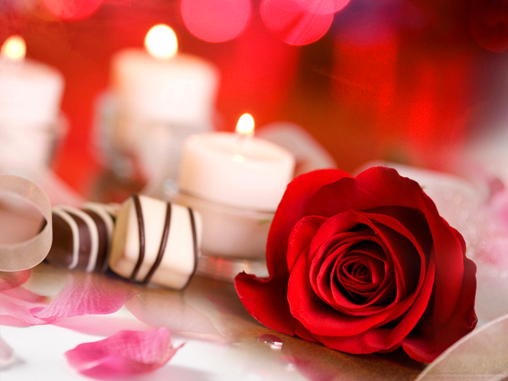 amore foto download gratuito di sfondi,rosso,petalo,rose da giardino,rosa,fiore