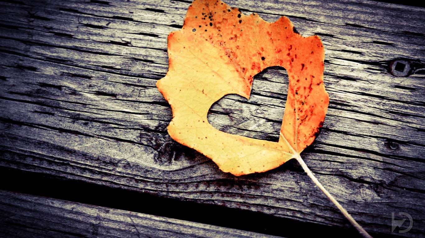 full hd love wallpapers for mobile,leaf,wood,tree,orange,still life photography