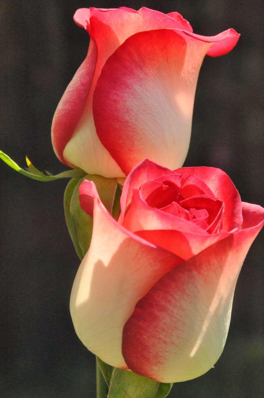 meilleur fond d'écran du monde de l'amour,roses de jardin,pétale,fleur,rose,rose