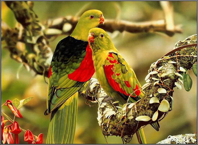 world best wallpaper of love,bird,beak,parrot,parakeet,adaptation