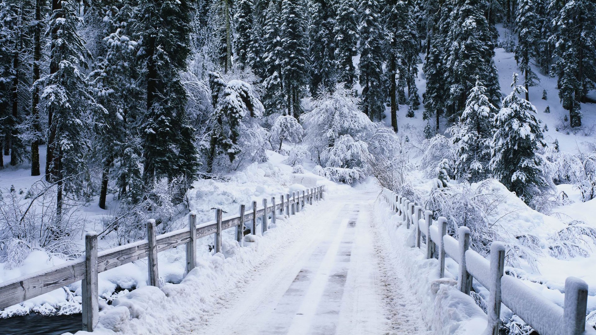 nevicata wallpaper hd,neve,inverno,brina,congelamento,albero