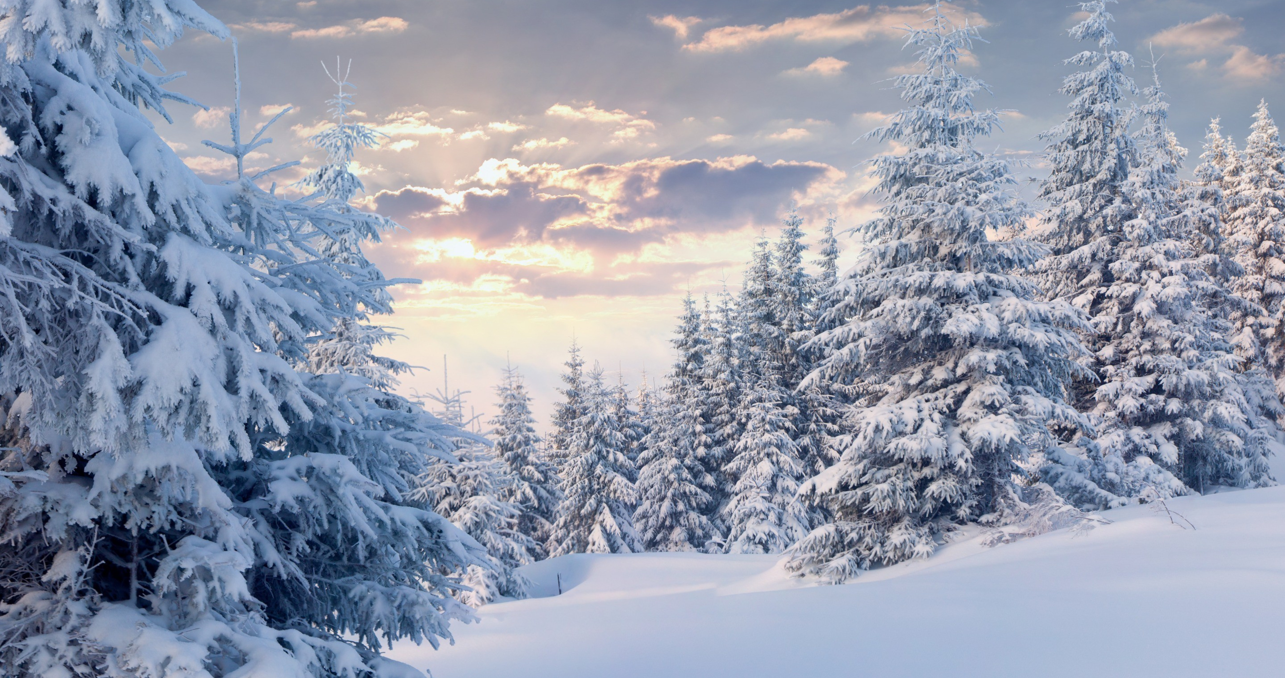 雪の壁紙4k,雪,冬,空,自然,木