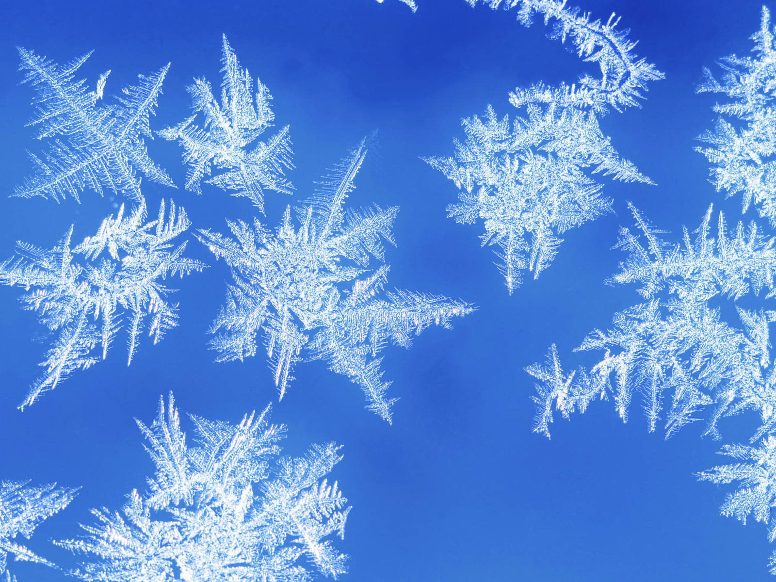 snowflake wallpaper hd,frost,freezing,winter,snowflake,sky