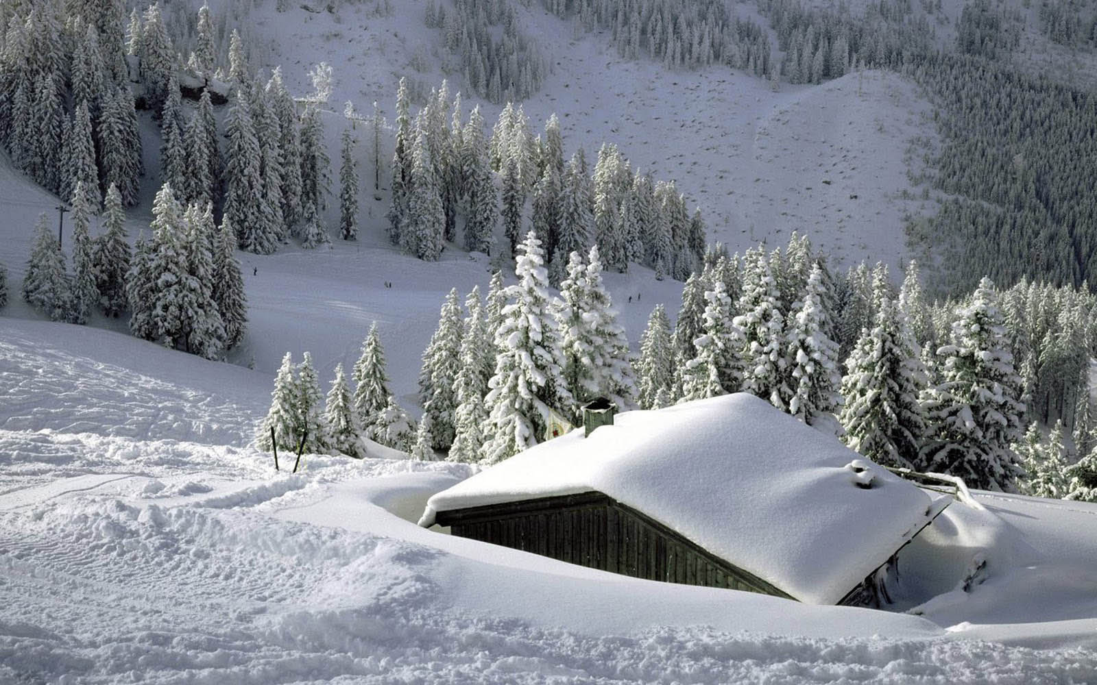 雪のデスクトップの壁紙 雪 冬 凍結 木 霜 Wallpaperuse