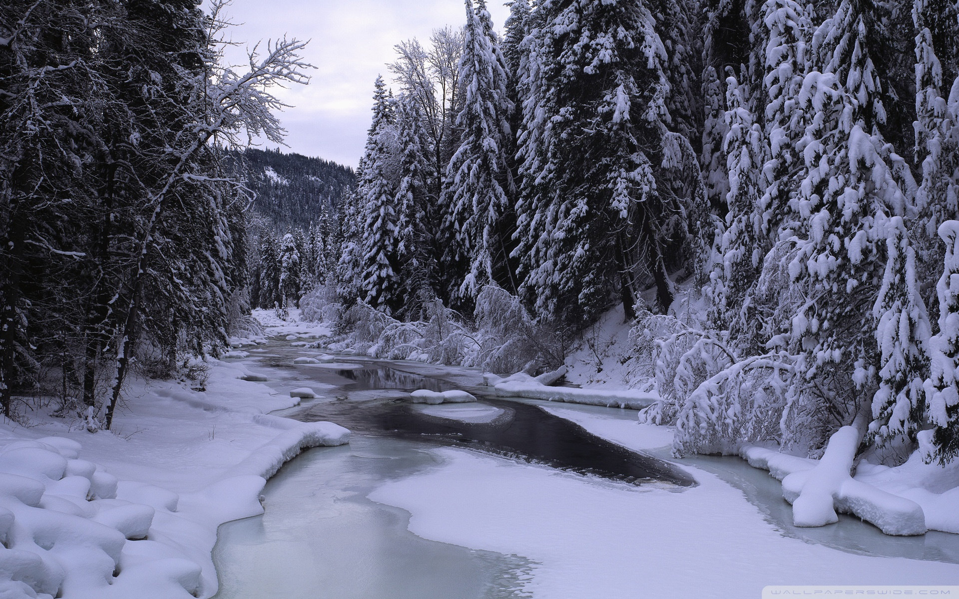 雪の風景の壁紙,雪,冬,自然,自然の風景,木