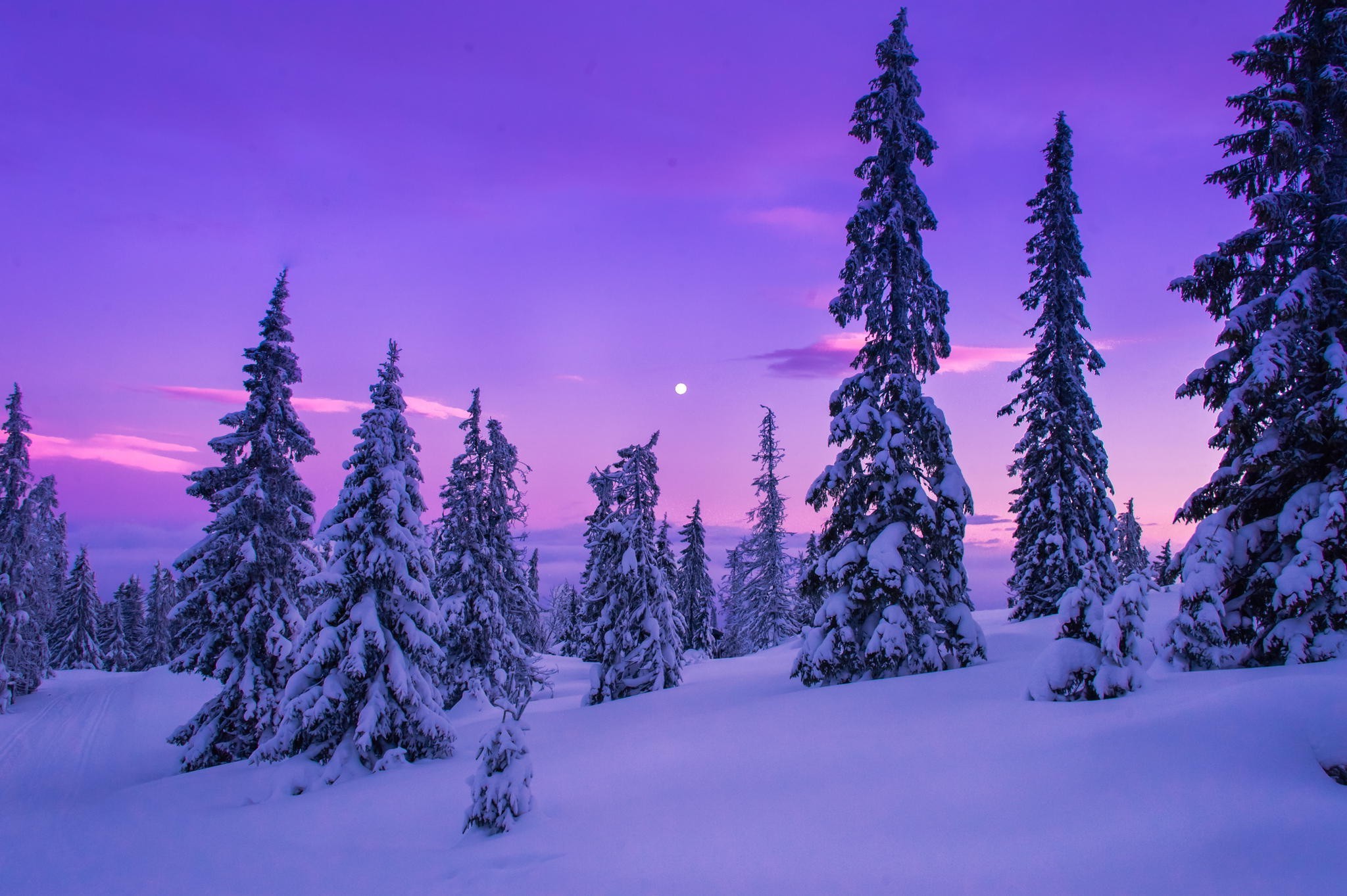 snow landscape wallpaper,shortleaf black spruce,snow,winter,tree,nature