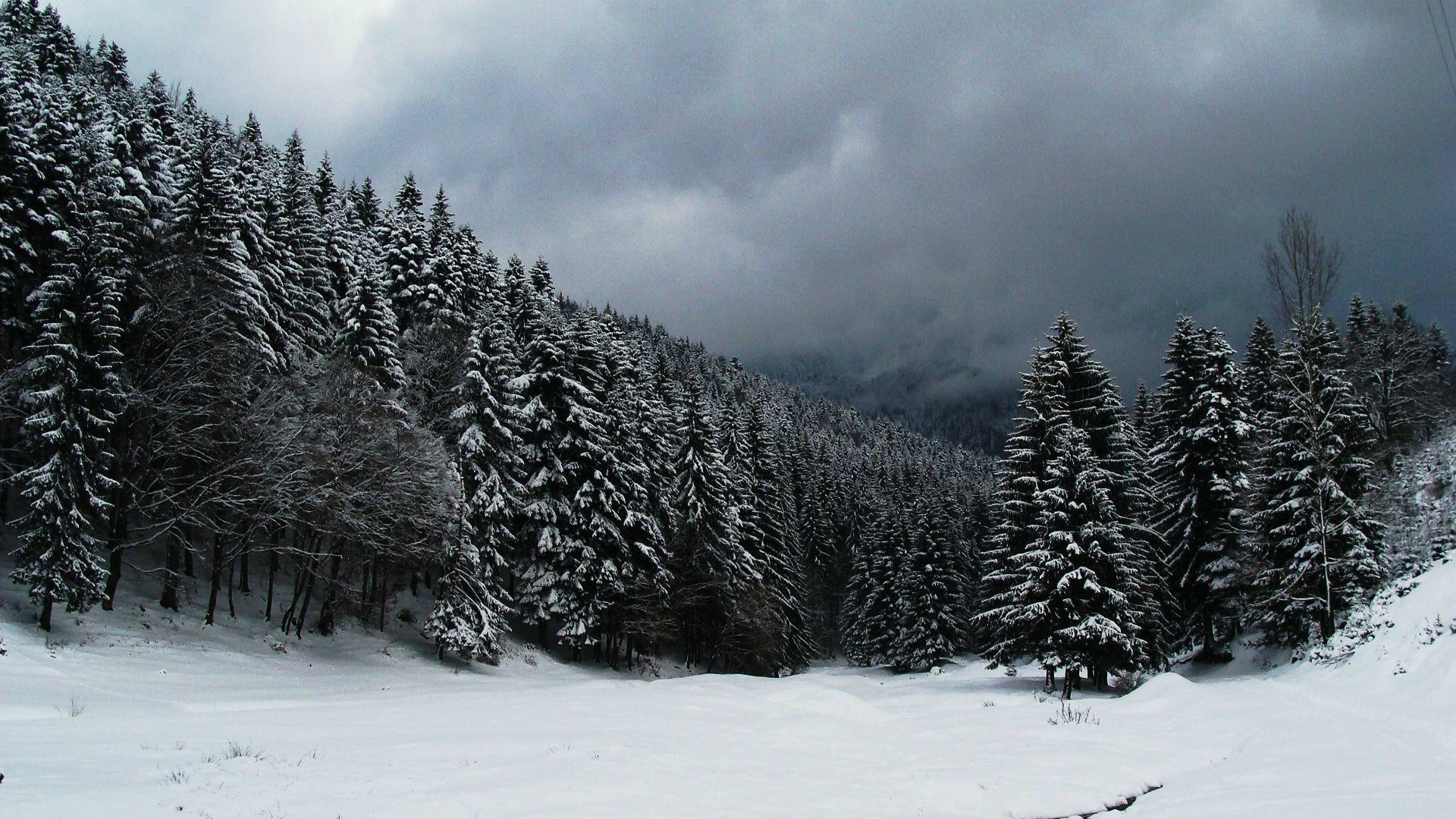 雪の森の壁紙,雪,冬,ショートリーフブラックスプルース,木,自然