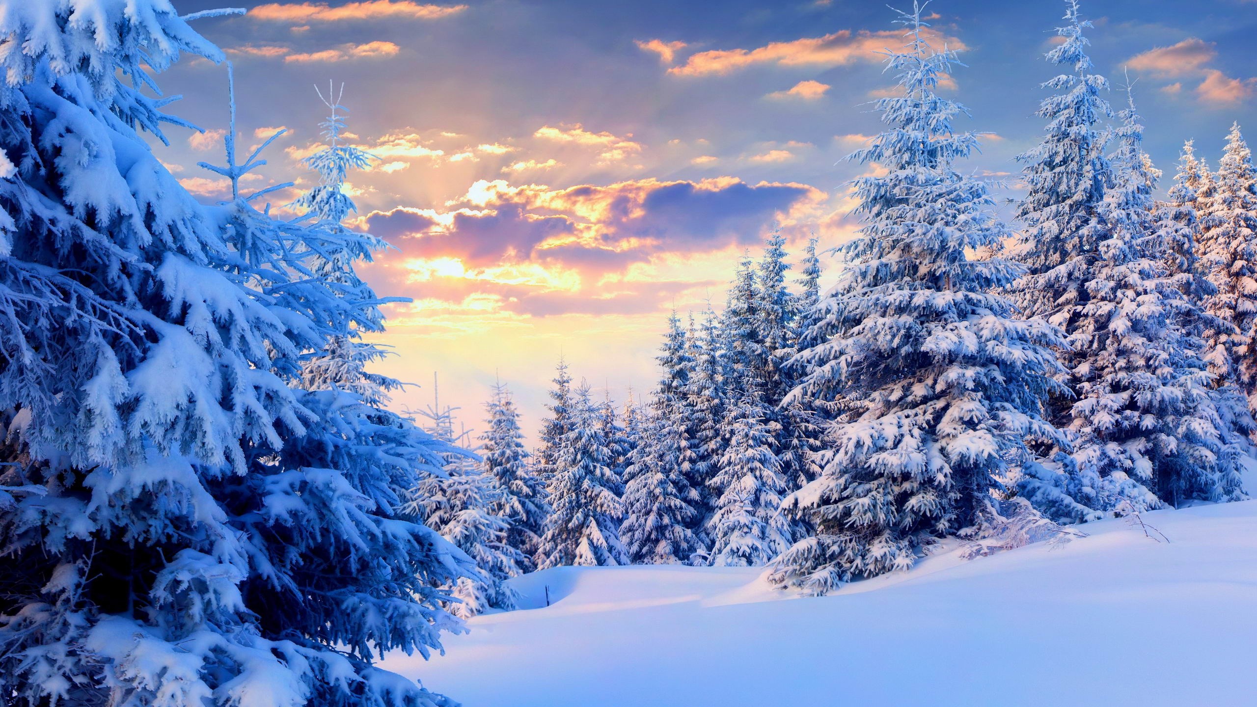 schneewald tapete,winter,schnee,himmel,natur,natürliche landschaft