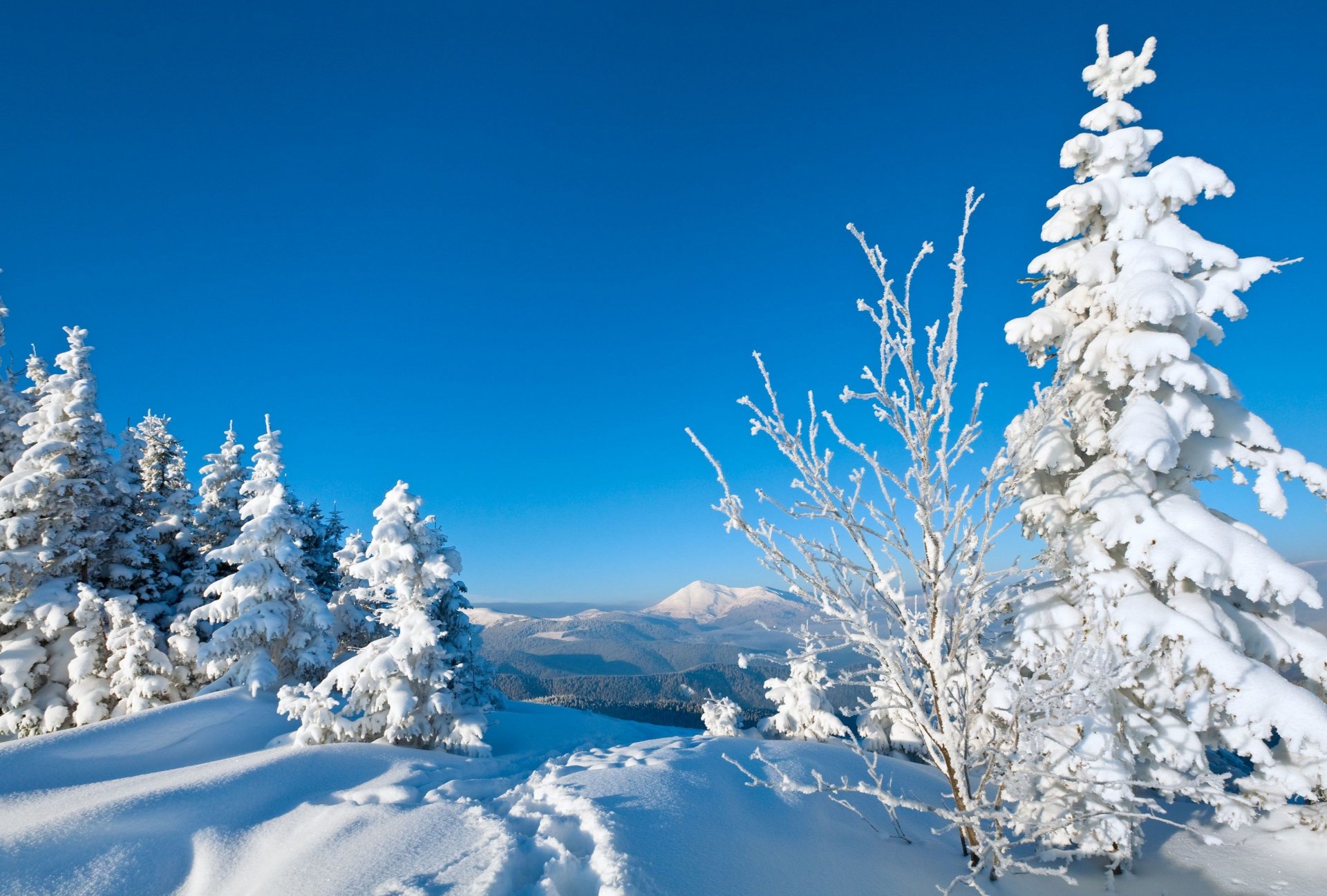 schneebaum tapete,schnee,winter,kurzblättrige schwarzfichte,baum,natur