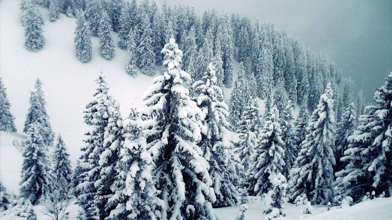 carta da parati albero di neve,neve,abete rosso nero a foglia corta,inverno,albero,bosco di abeti rossi