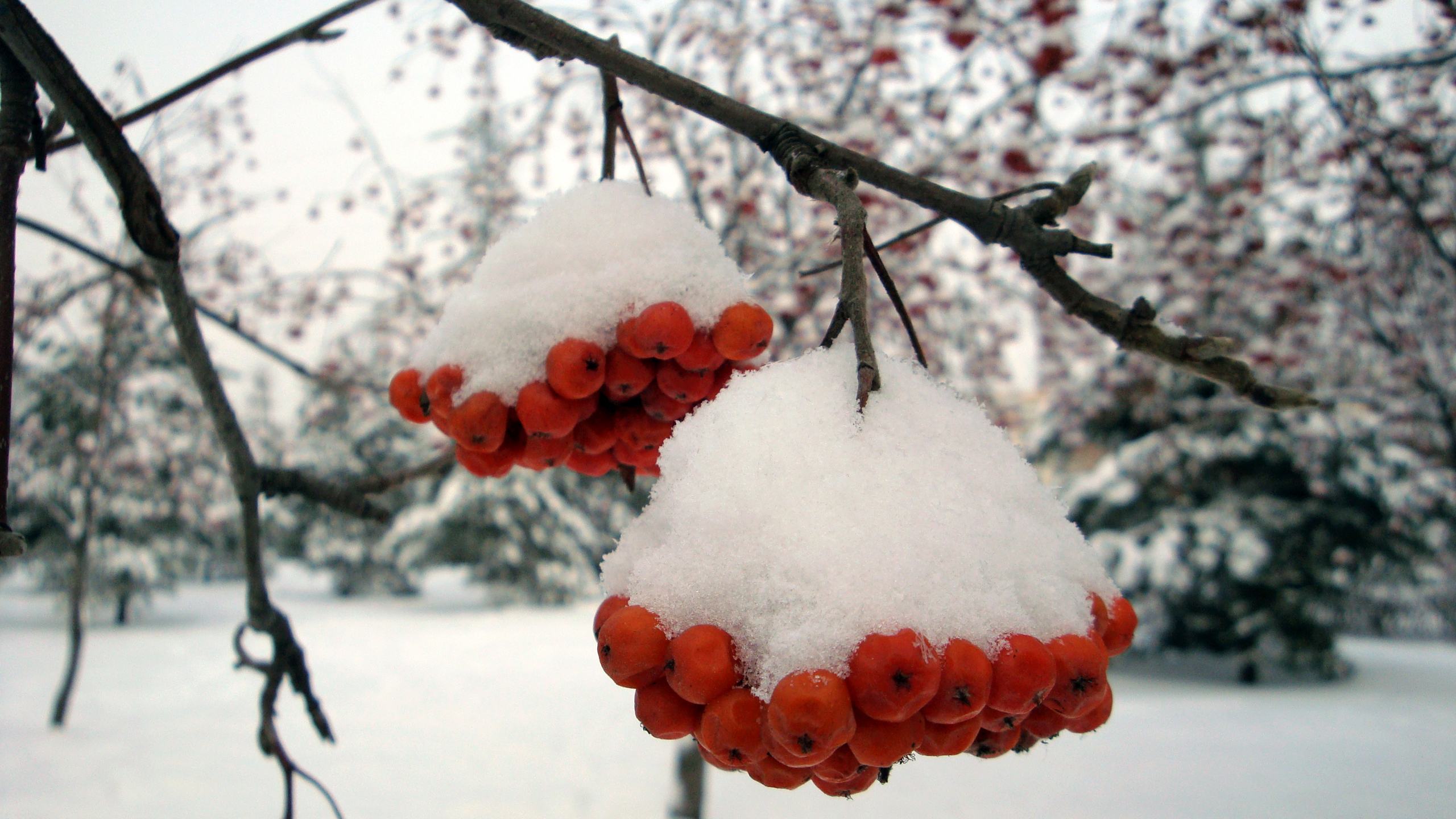 壁紙の雪の写真,雪,冬,凍結,春,小枝