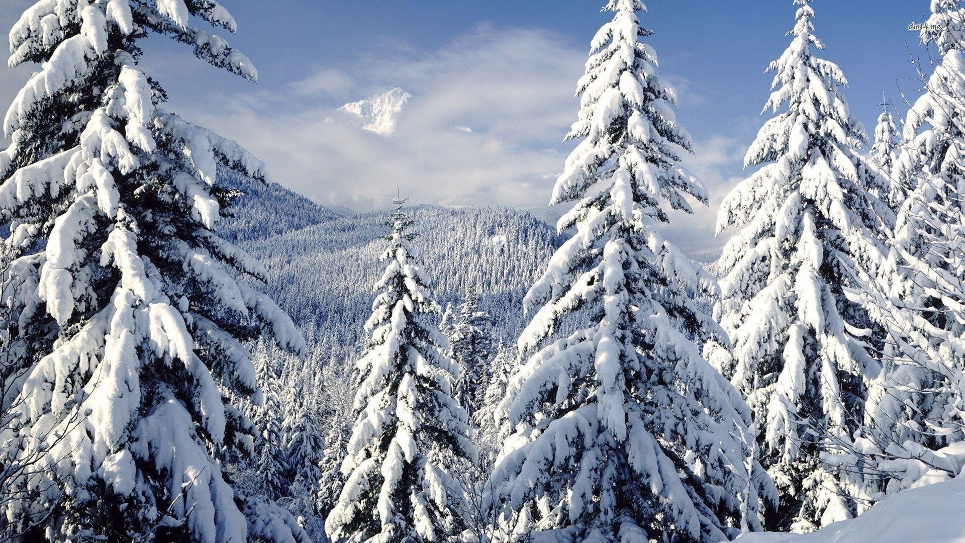 snow tree wallpaper,shortleaf black spruce,balsam fir,snow,tree,winter