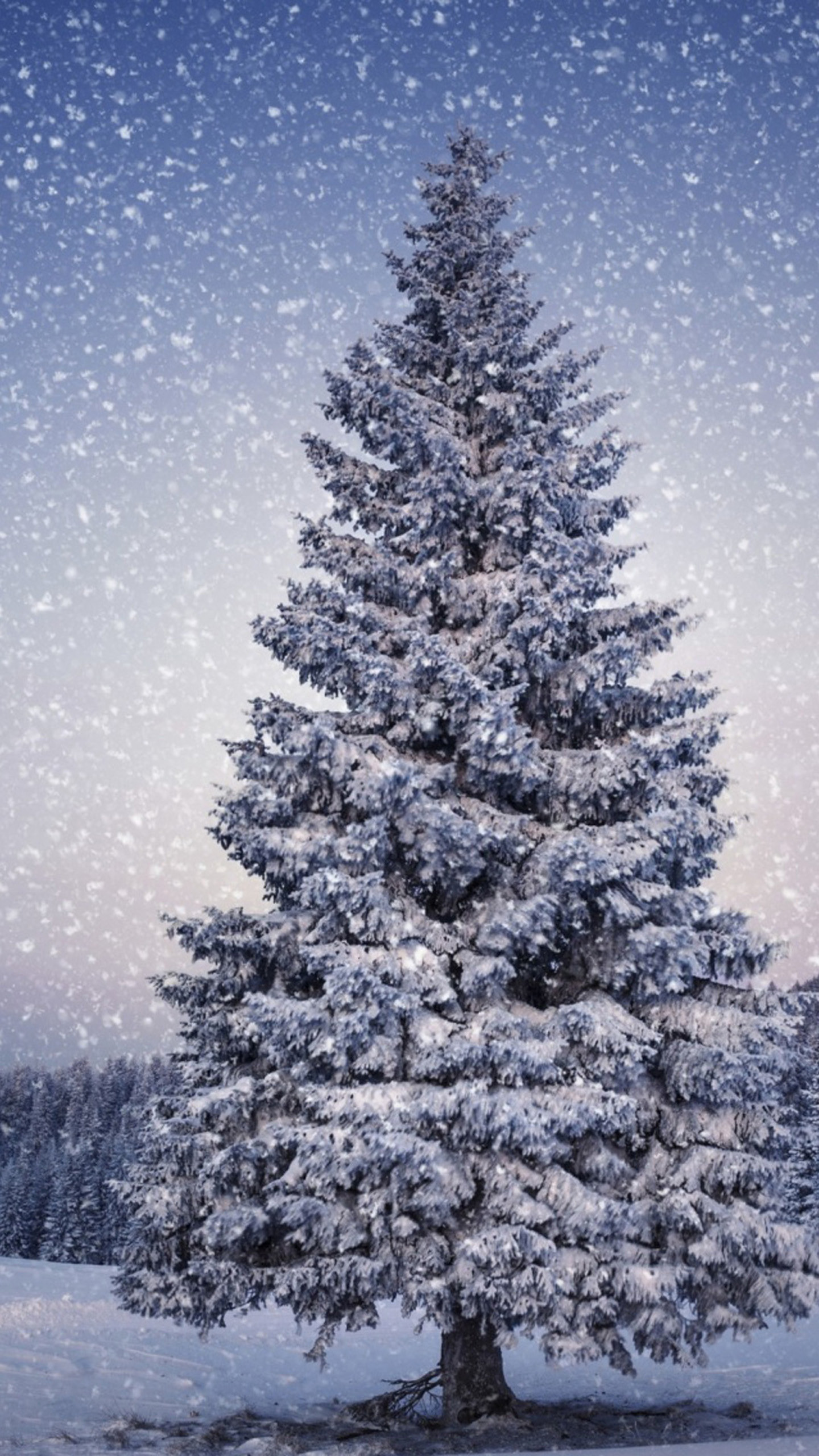 snow tree wallpaper,tree,shortleaf black spruce,columbian spruce,balsam fir,colorado spruce