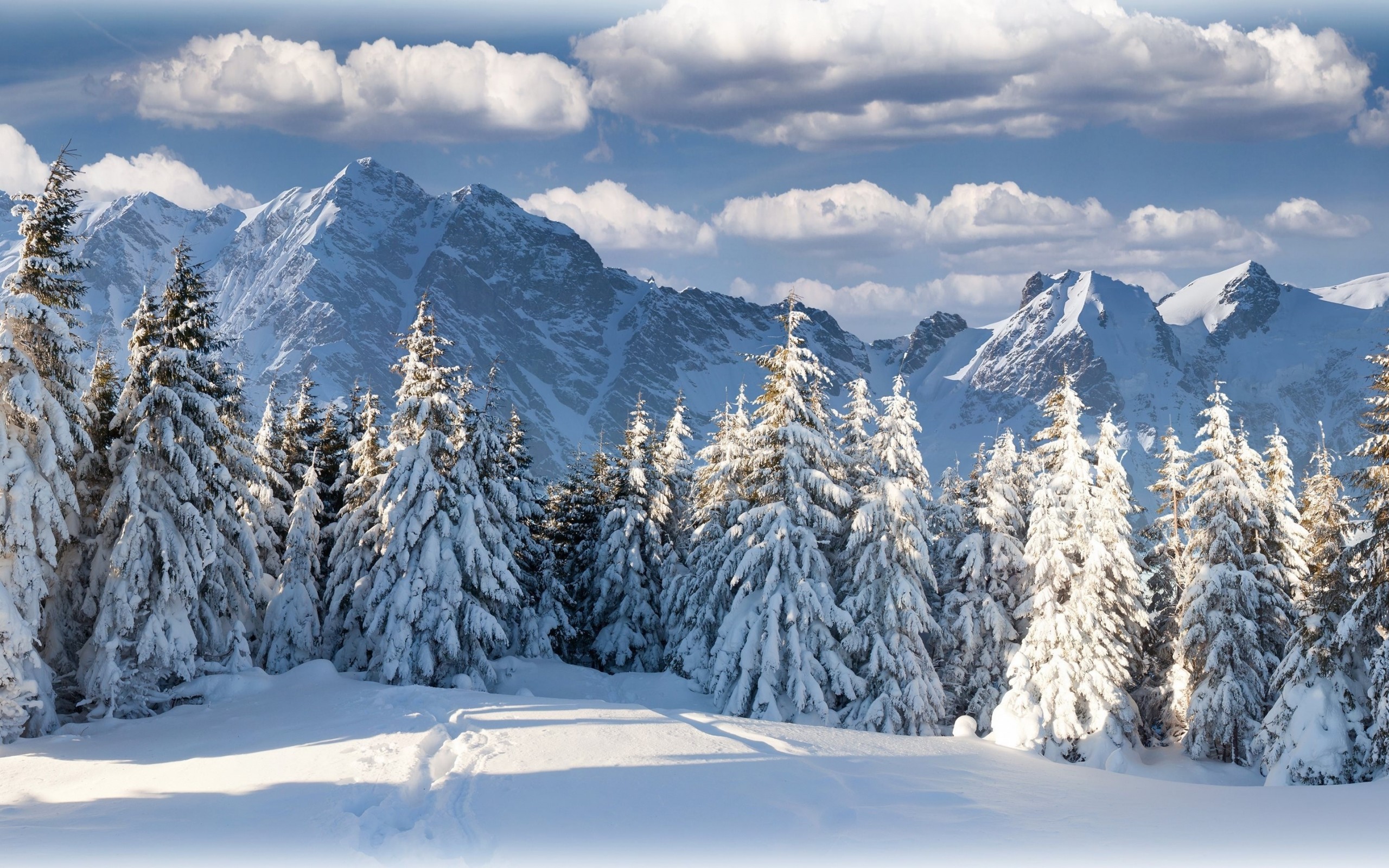 눈 나무 벽지,눈,겨울,산,자연,나무