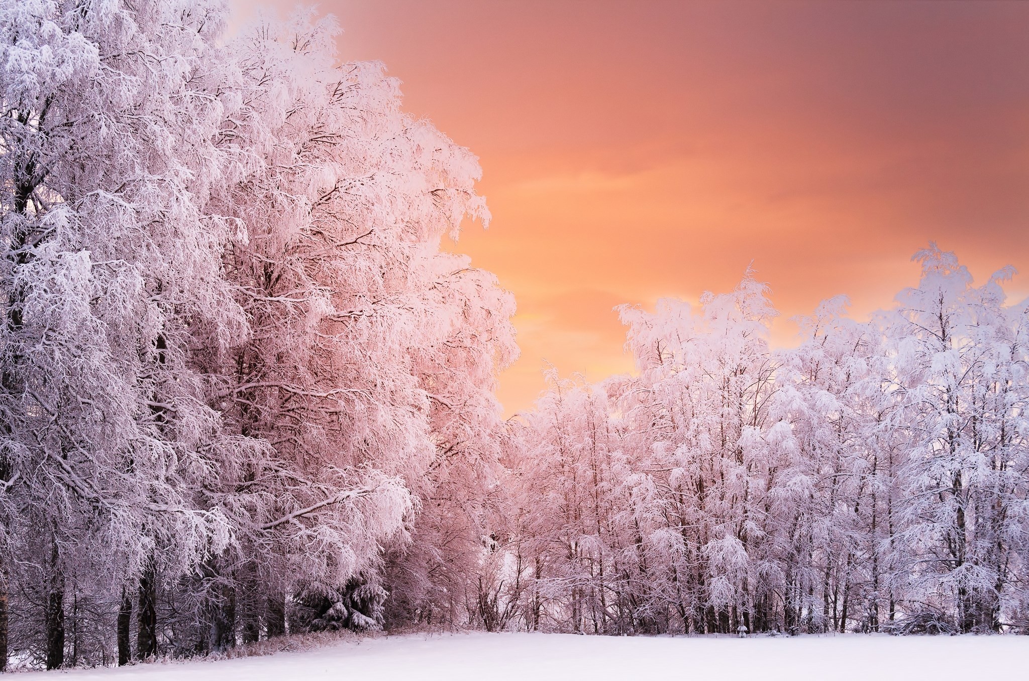 冬をテーマにした壁紙,自然の風景,冬,空,木,霜