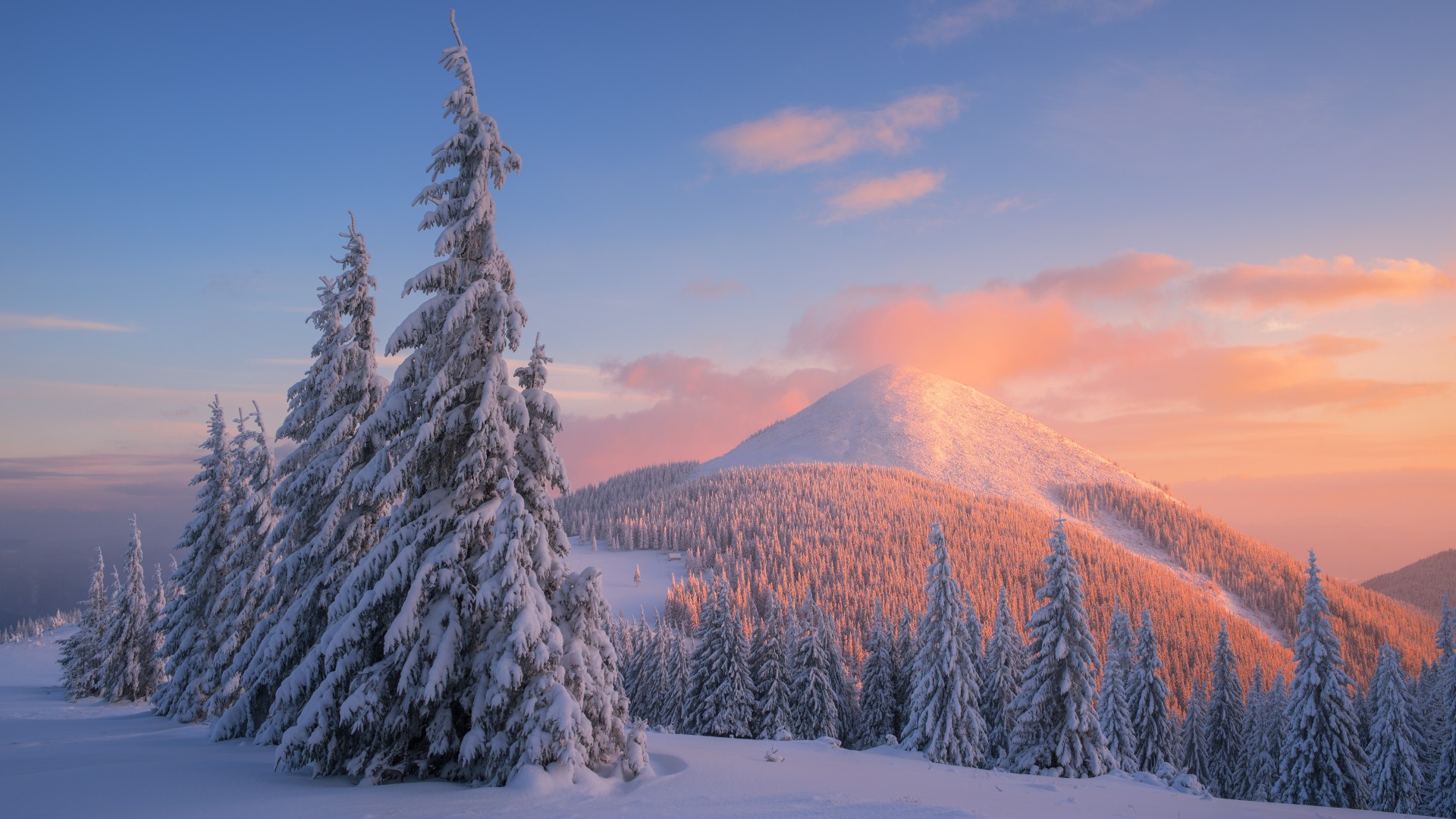 雪の木の壁紙,冬,ショートリーフブラックスプルース,木,雪,空