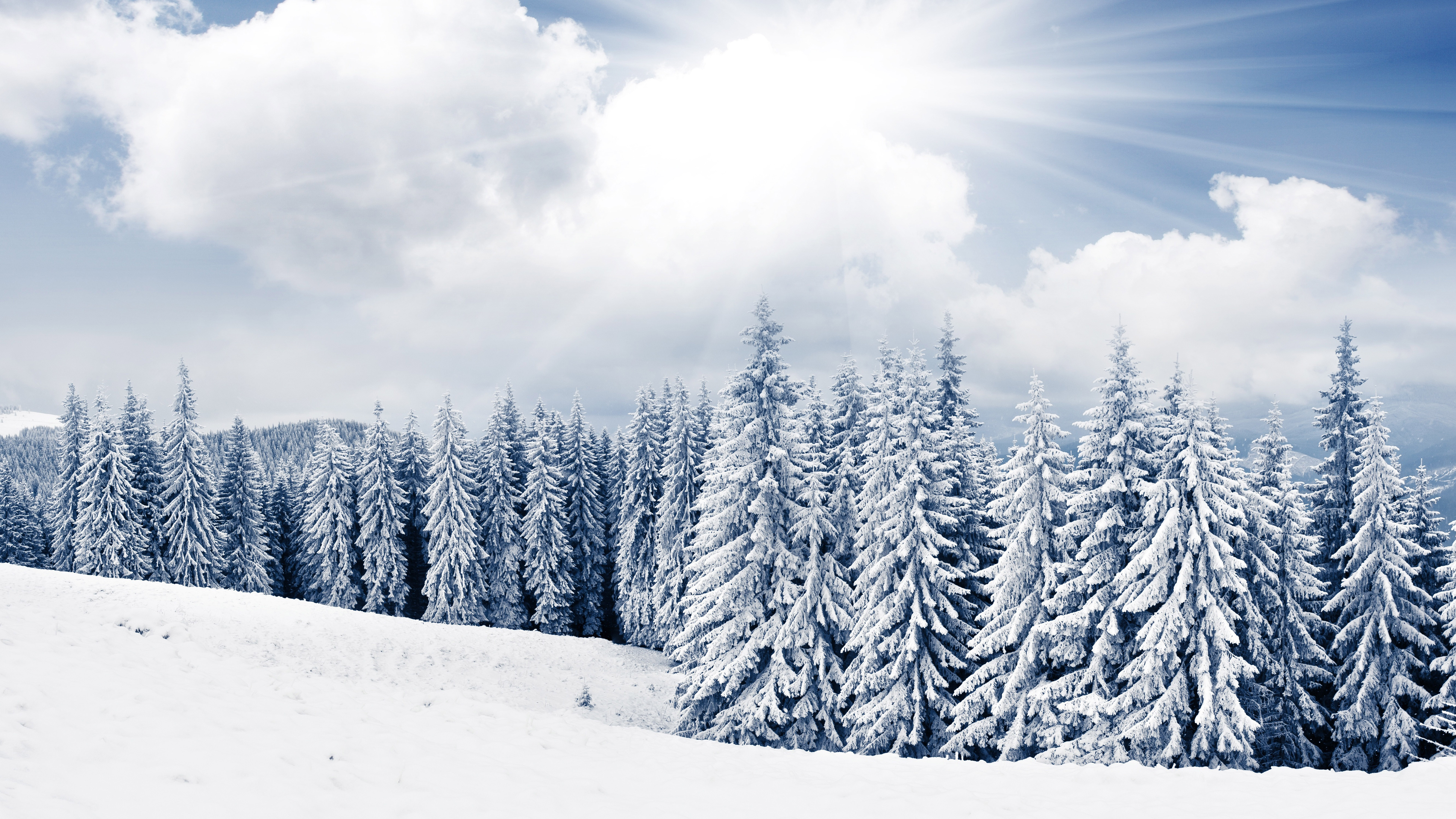 雪の木の壁紙,雪,冬,ショートリーフブラックスプルース,木,空