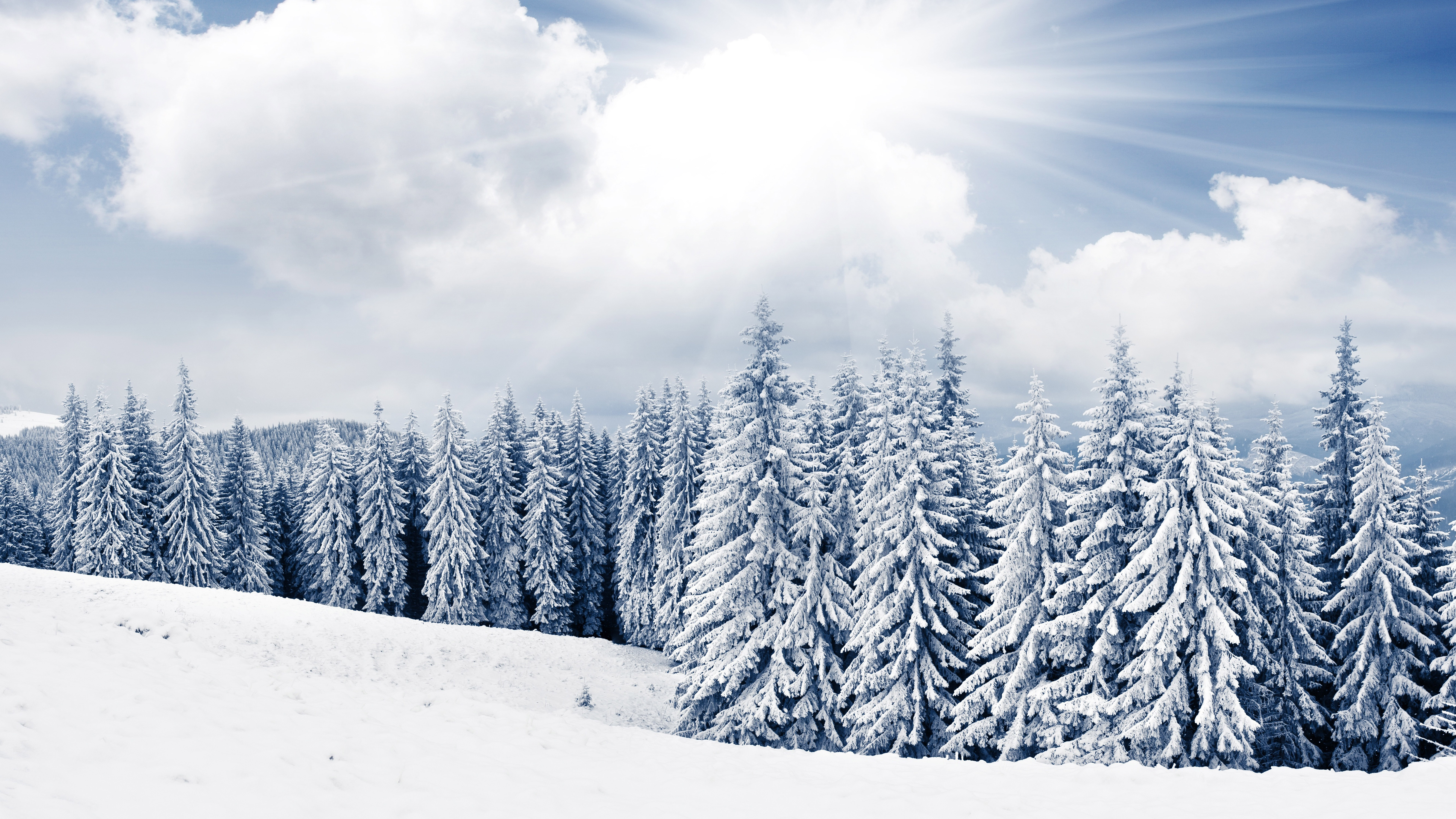 schneebaum tapete,schnee,winter,kurzblättrige schwarzfichte,baum,himmel