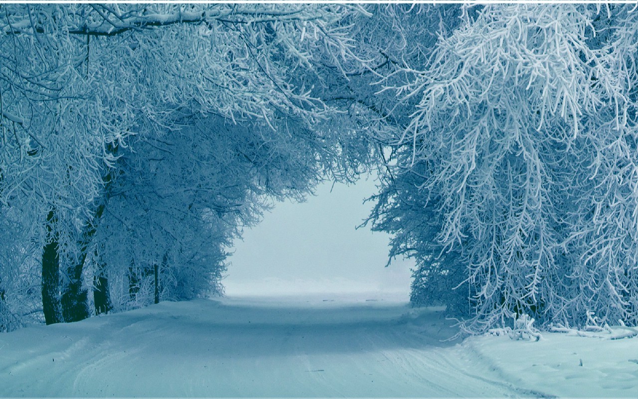 雪の木の壁紙,雪,冬,自然,木,霜