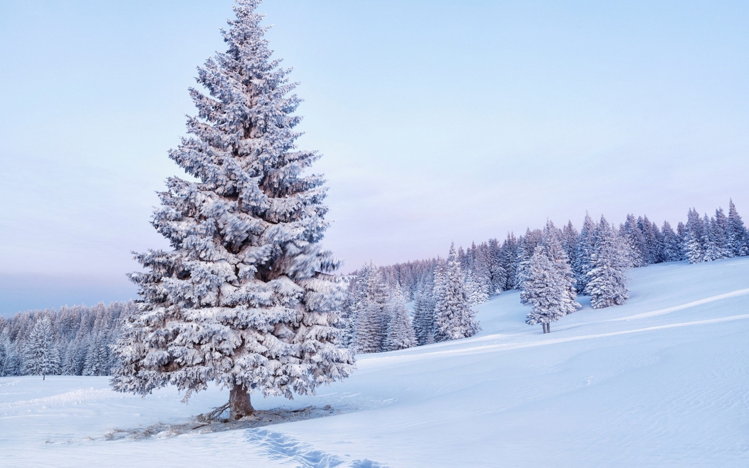 雪の木の壁紙,木,雪,ショートリーフブラックスプルース,コロラドスプルース,冬
