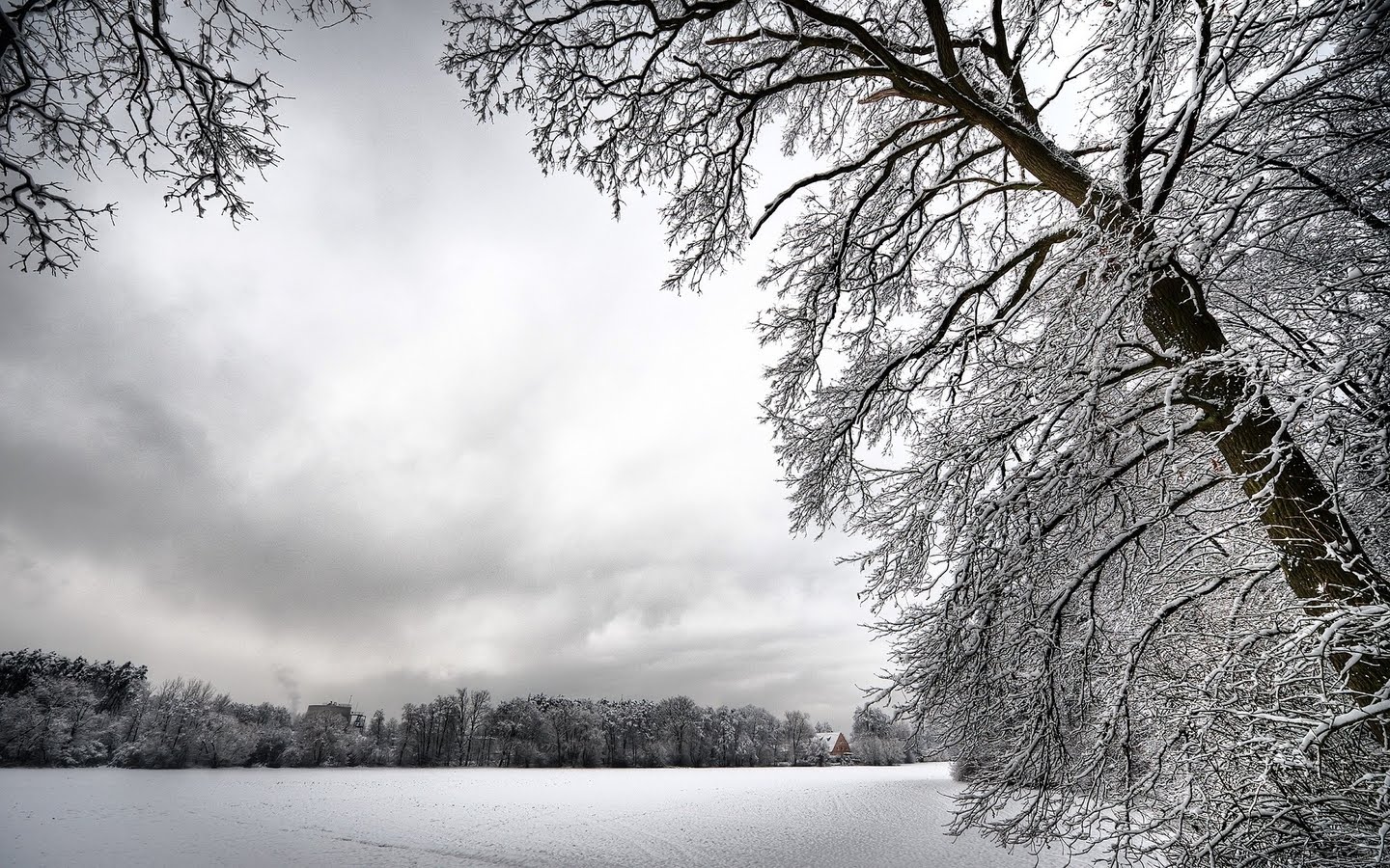 雪の木の壁紙,雪,冬,自然の風景,木,自然
