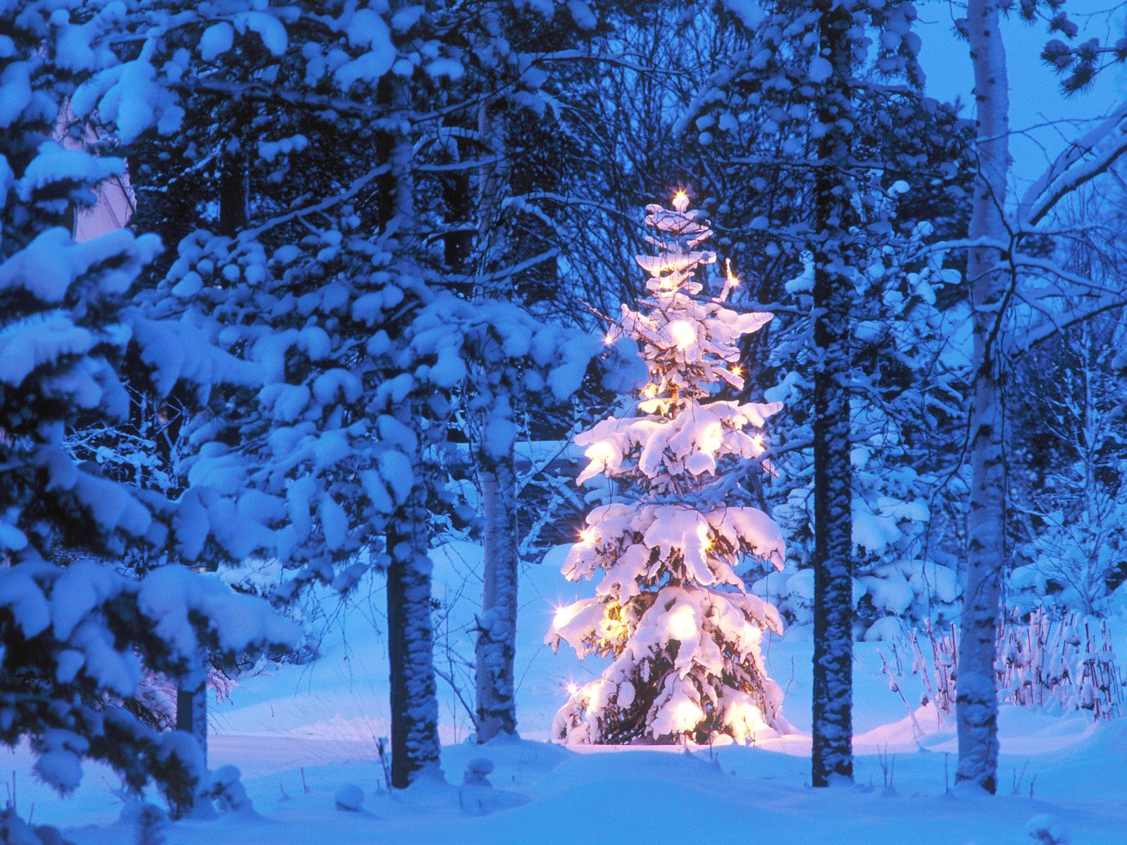 fondo de pantalla de árbol de nieve,árbol,invierno,nieve,abeto negro de hoja corta,congelación