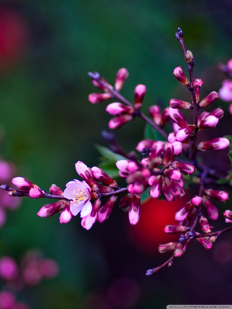 fondo de pantalla de nokia 220,flor,rosado,brote rojo,planta,lila