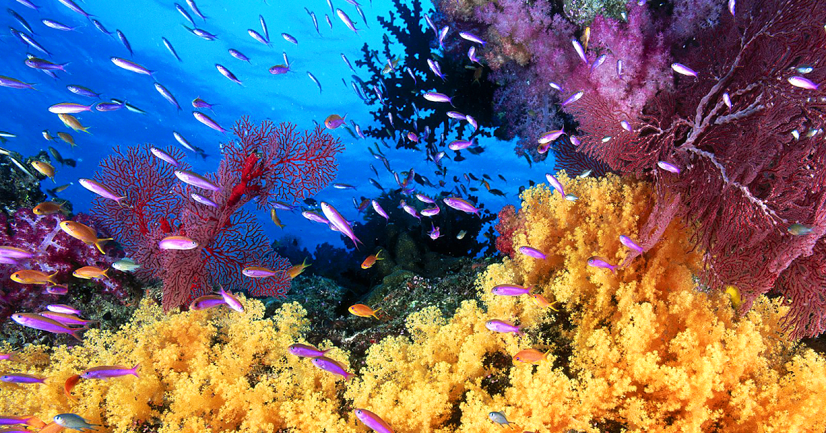 fonds d'écran mobiles samsung 240x320,récif,récif de corail,sous marin,biologie marine,corail