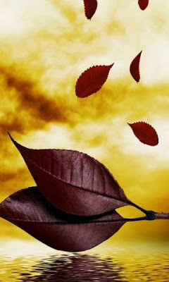 samsung mobile wallpapers 240x320,yellow,petal,leaf,still life photography,still life