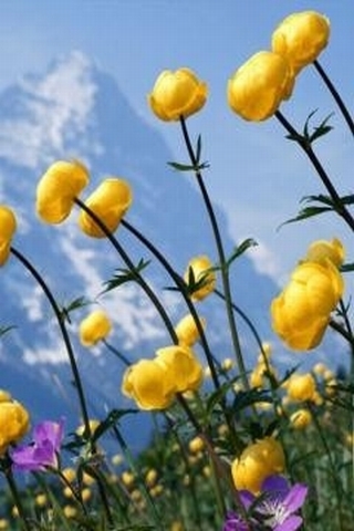 sfondi per cellulari samsung 240x320,fiore,giallo,pianta,fiore di campo,pianta fiorita