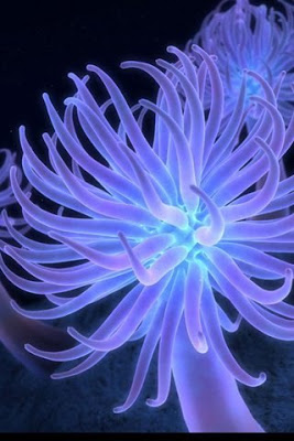 samsung mobile wallpaper 240x320,lila,violett,meeresbiologie,cnidaria,elektrisches blau