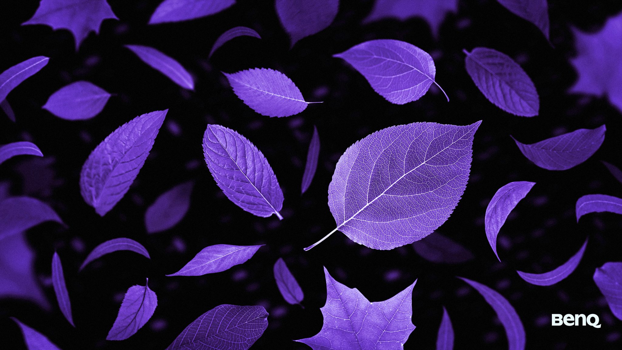 fond d'écran benq,violet,violet,lilas,feuille,modèle