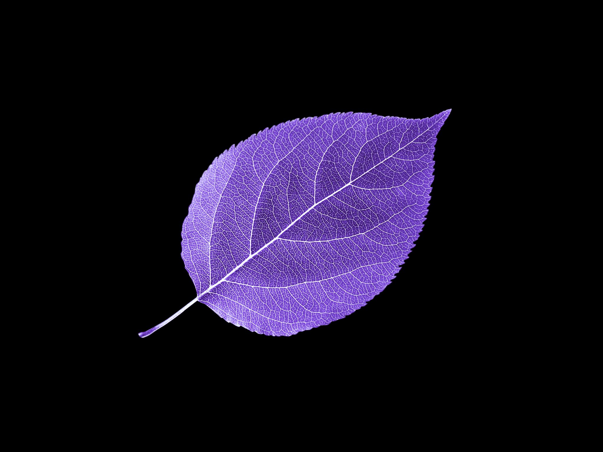 benq wallpaper,leaf,purple,violet,plant,botany