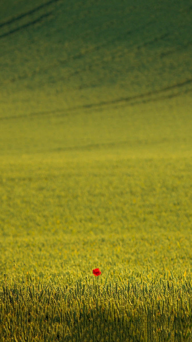 nokia 230 wallpaper,grassland,field,meadow,natural environment,green