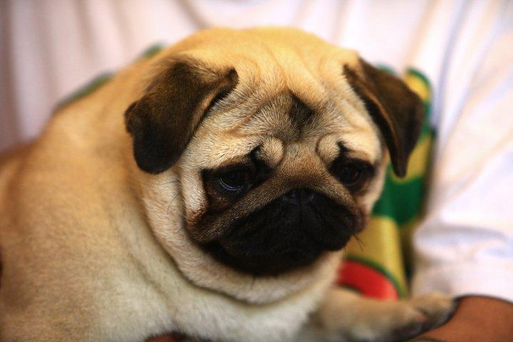 vodafone dog wallpaper,dog,pug,mammal,vertebrate,dog breed