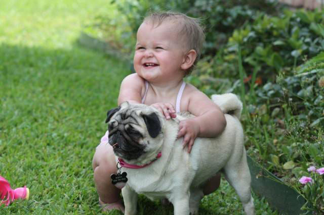 fond d'écran de chien vodafone,chien,carlin,enfant,chien de compagnie,herbe