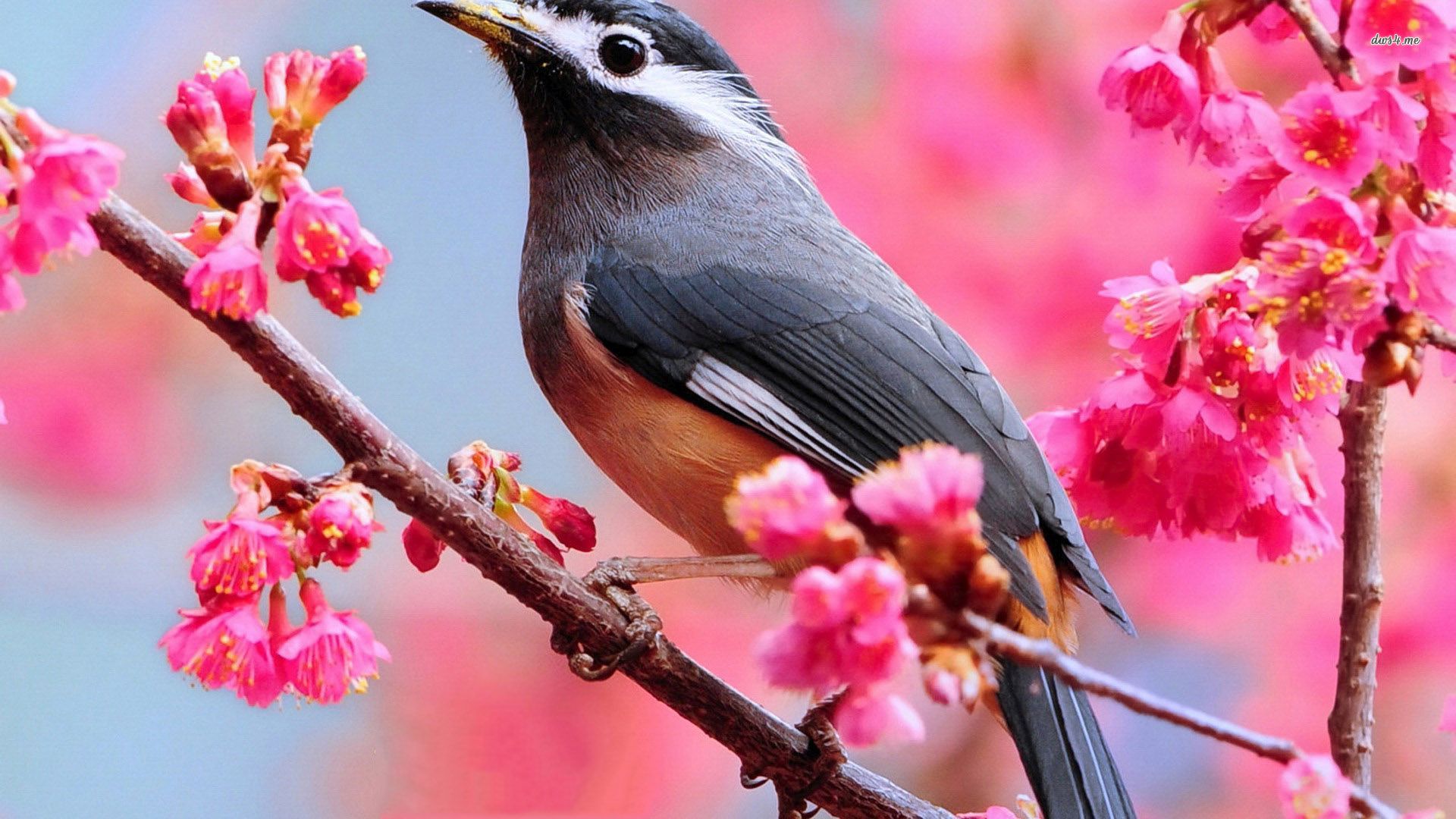 bird tree wallpaper,bird,beak,blossom,spring,plant