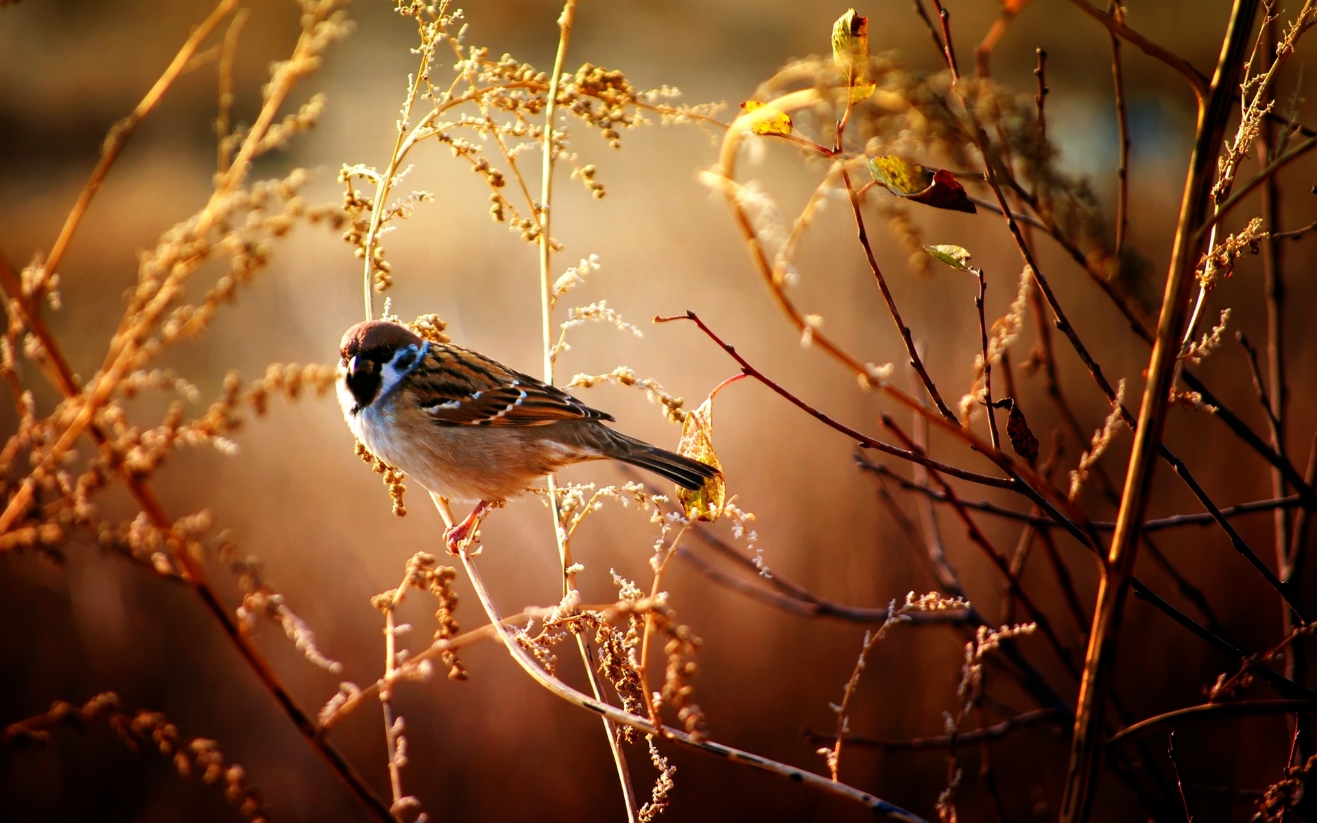 fondo de pantalla de árbol de pájaro,pájaro,naturaleza,gorrión,fauna silvestre,gorrión